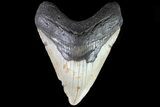 Megalodon Tooth - North Carolina #82924-1